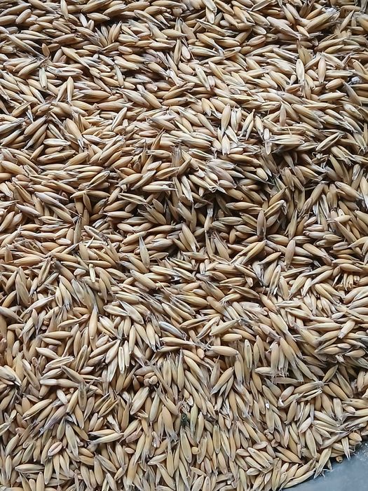 Продам овес, пшениця