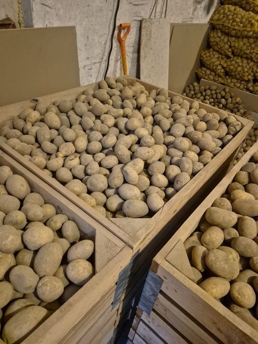 Sprzedam ziemniaki Gala I Soraya