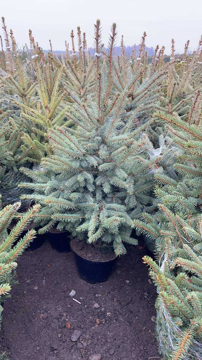 Ель, сосна, пихта, рододендрон, древесный пион, туи, можевельник