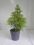 Sośnica Japońska – Rzadkie Drzewko Iglaste, Wys. 90 cm, Doniczka 7L
