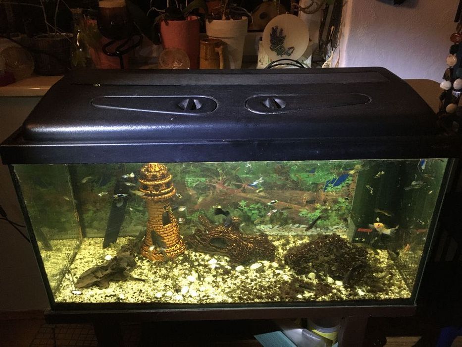 Akwarium z pełnym wyposażeniem i metalowym stelażem wraz z rybkami