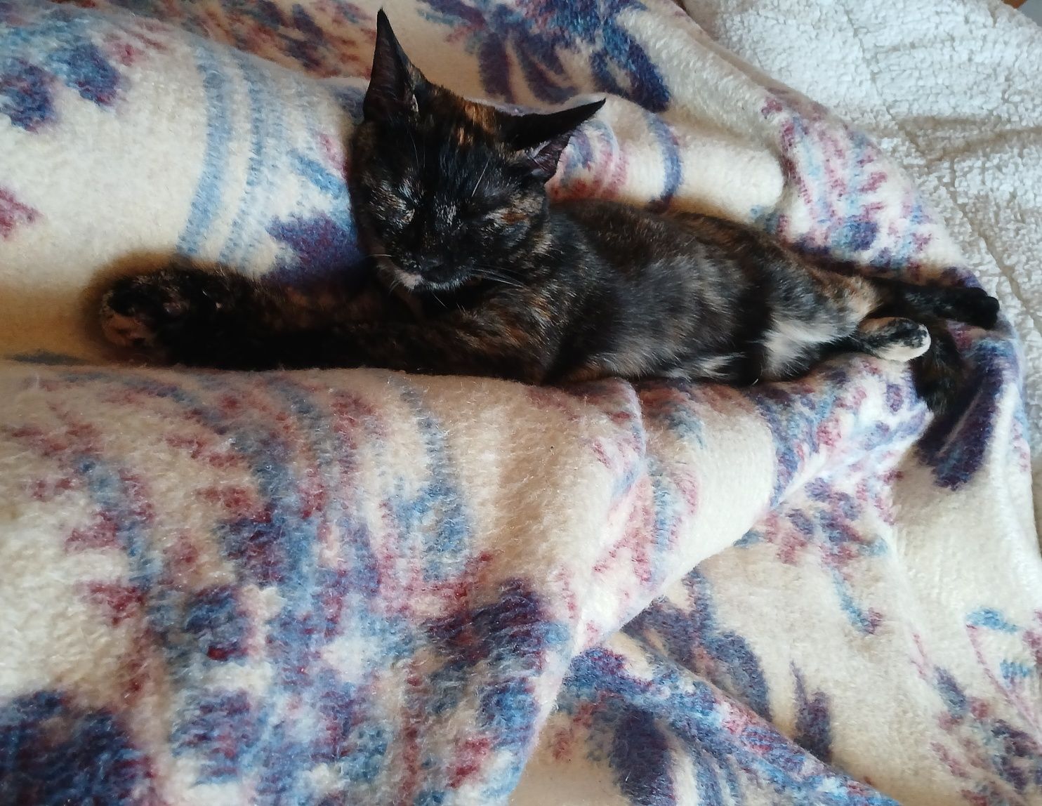 Gatinha para adopção