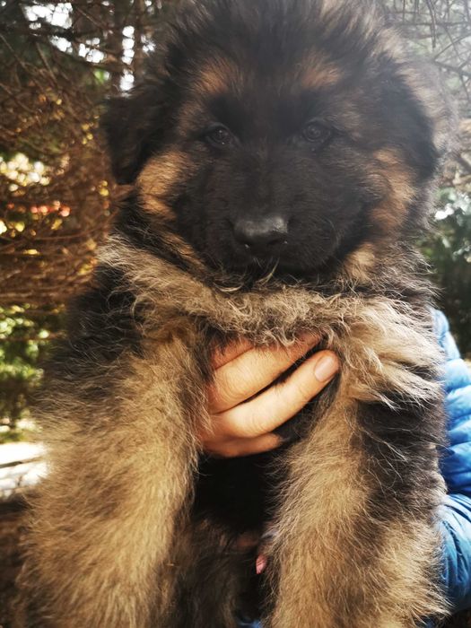 Owczarek niemiecki dtugowlosy szczeniaki