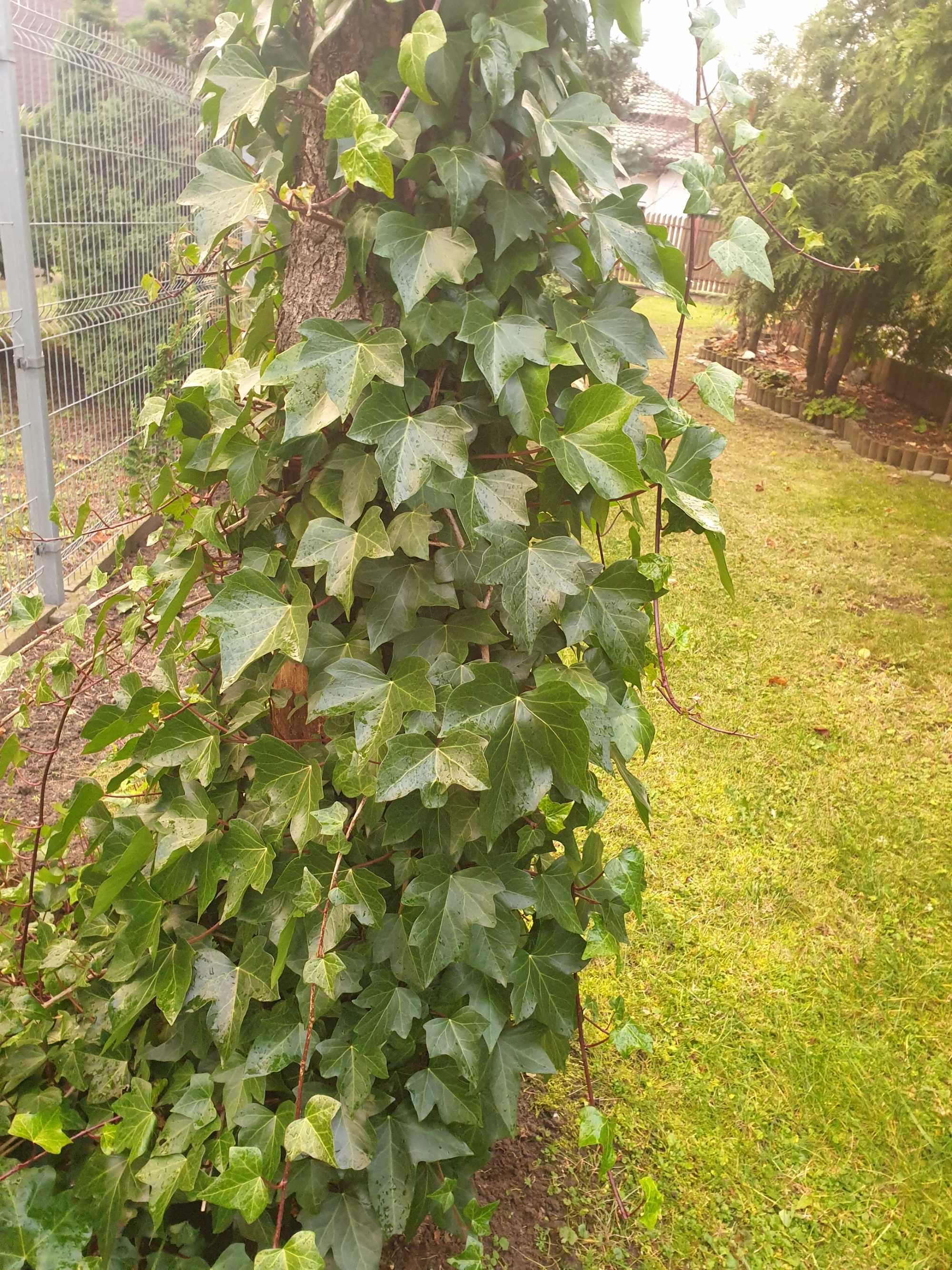 Bluszcz ogrodowy sadzonka duże liście