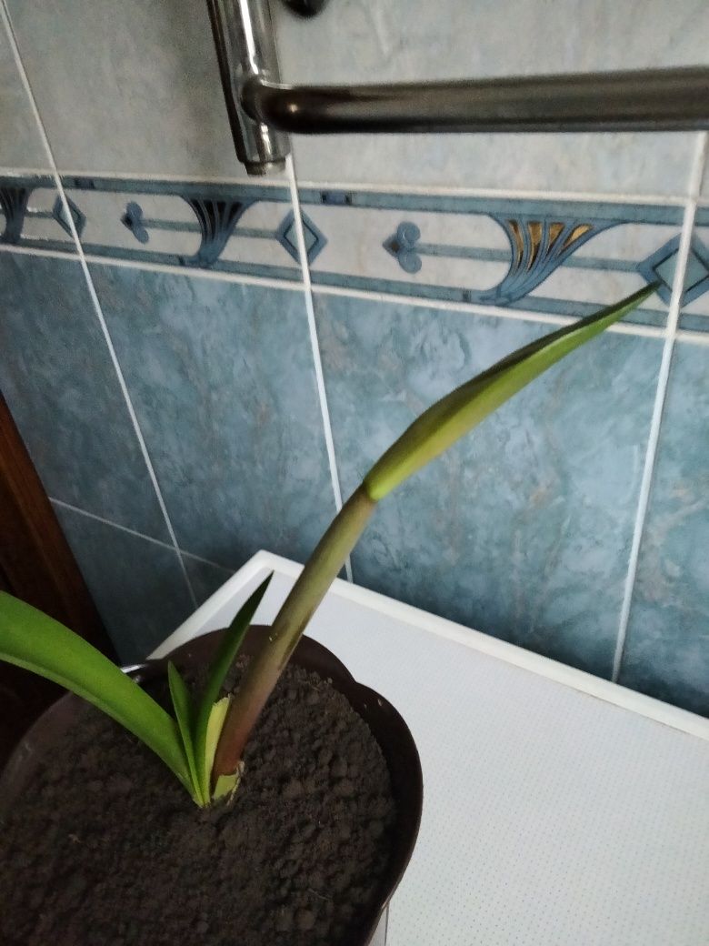 Продам амариліс лососевого кольору