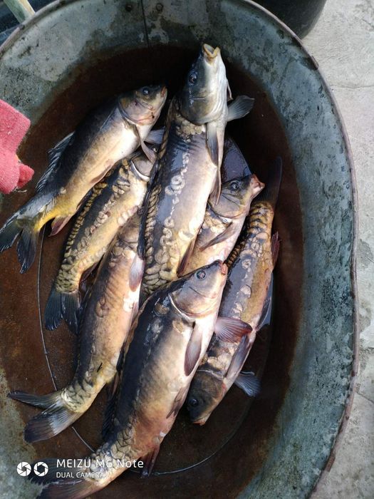 Донка, закидушка, резинка