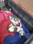 Котята бесплатно