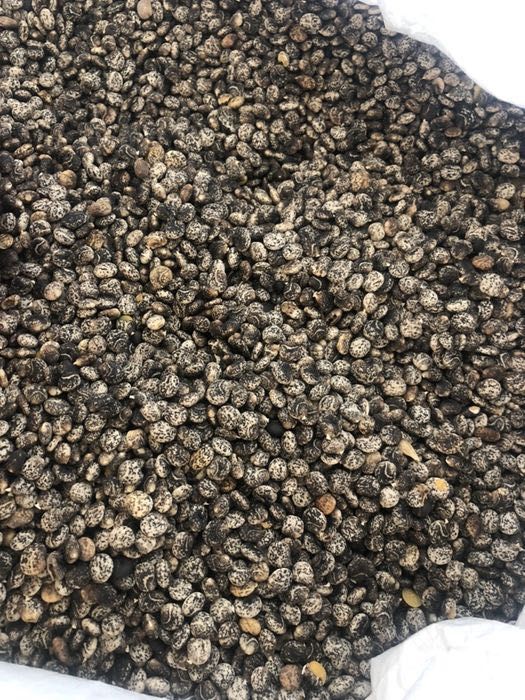 Tremocilha da colheita de 2025 limpa e bem criada