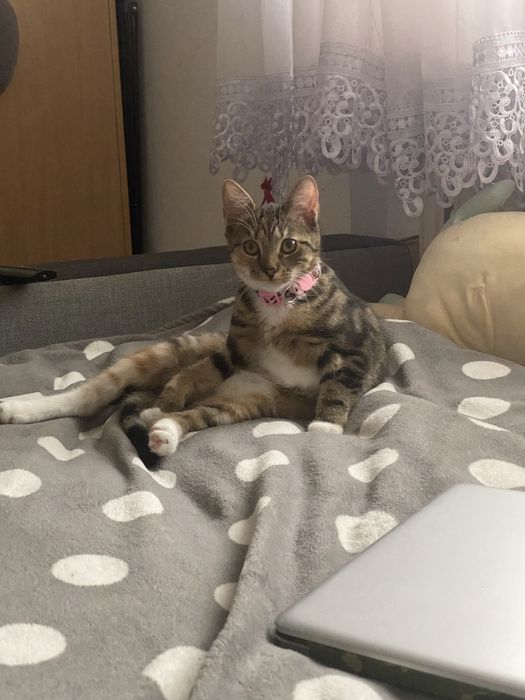 Oddam kota Dobrzy ludzie