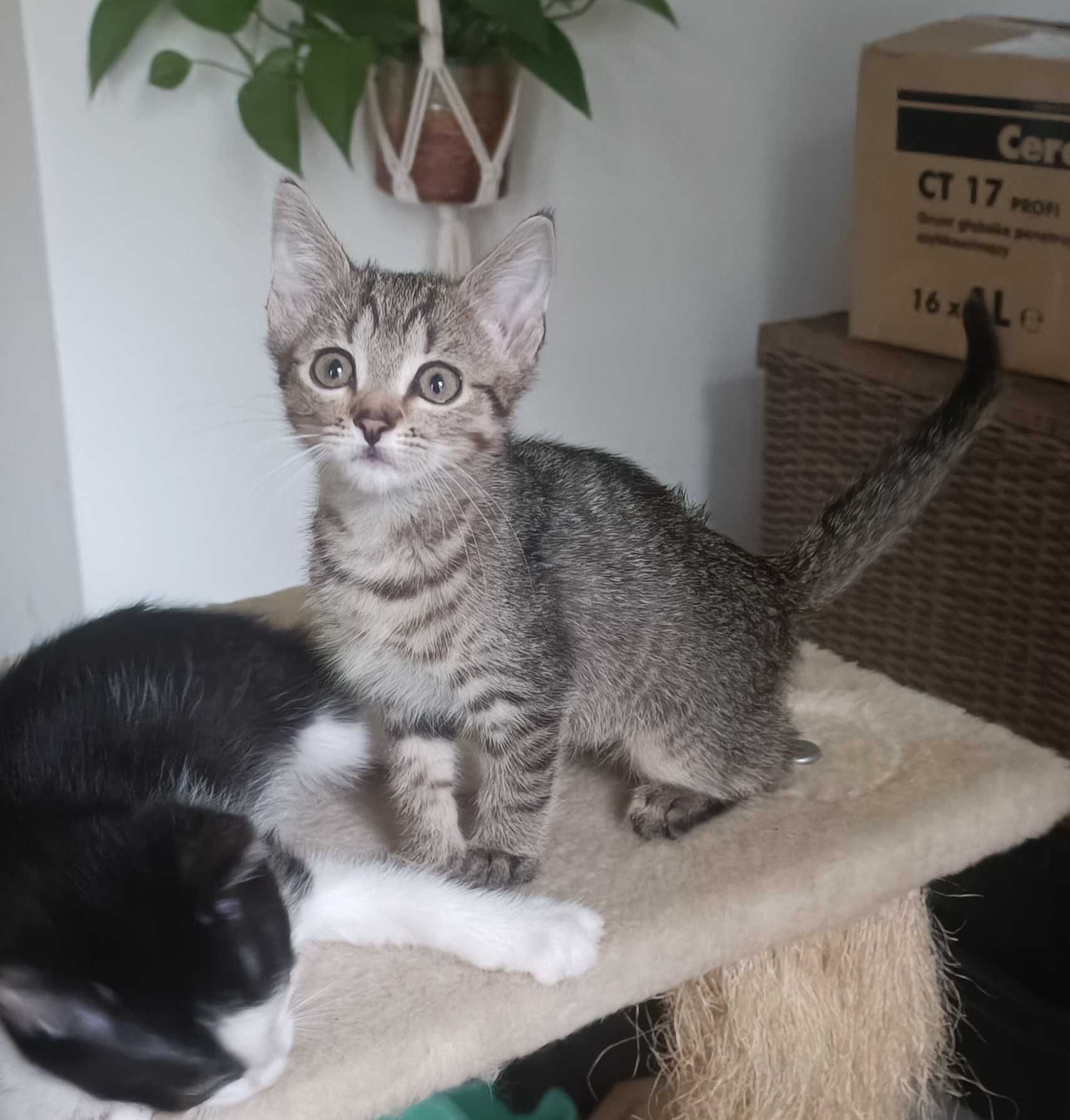 Trzy małe kocurki do adopcji