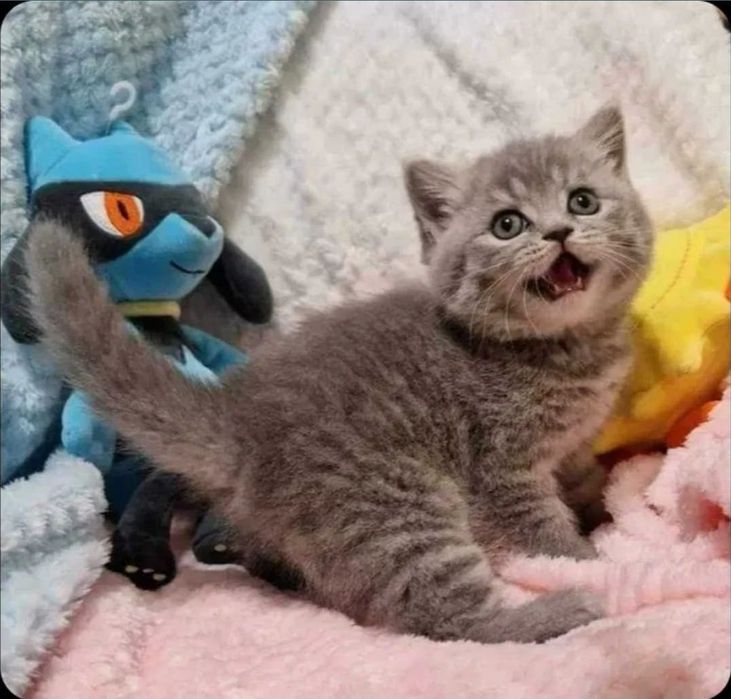 Kotka Brytyjska z 5-cio pokoleniowym rodowodem