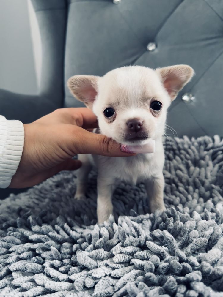 Chihuahua dziewczynka IDA , Zarezerwowana
