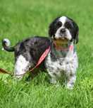 Paula w typie shih tzu do adopcji