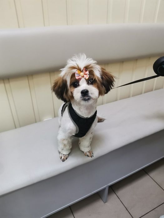 Грумінг собаки,котики