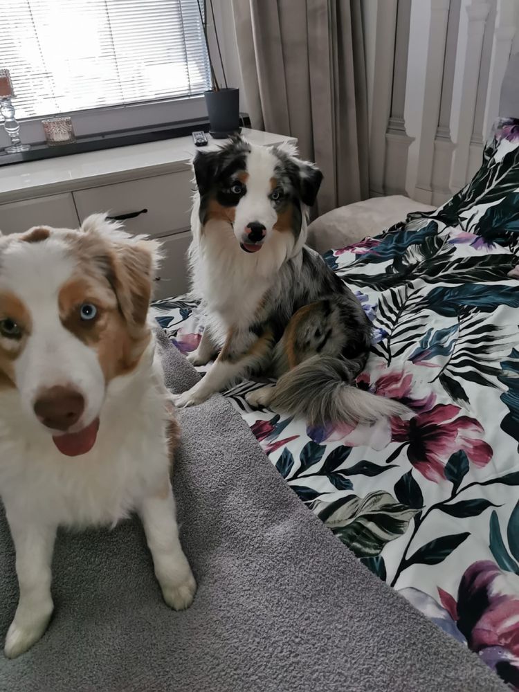 Opieka nad zwierzętami Petsitter pies kot