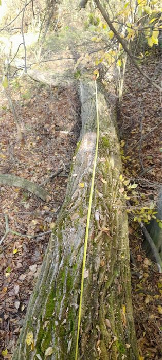 Drzewo Topola - Średnica 2m / długosc 5m