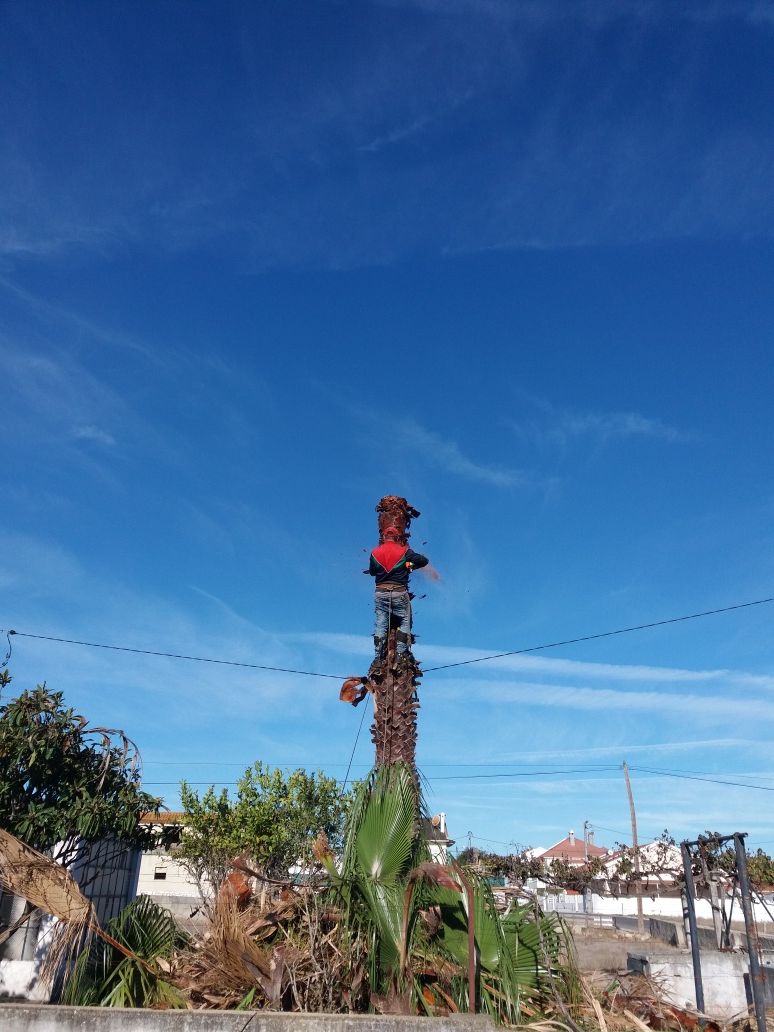 Limpeza de terrenos, Poda/Abate de Arvores  Preços Baixos
