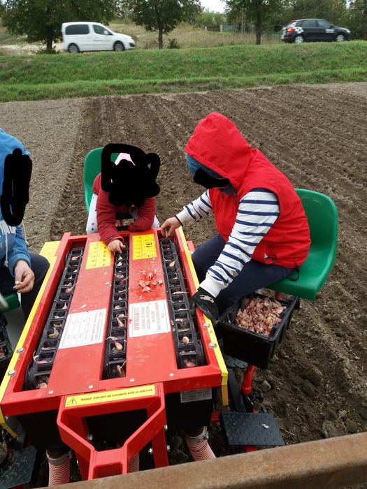 Sadzarka do czosnku cebuli dymki wynajem wypożyczalnia wynajmę