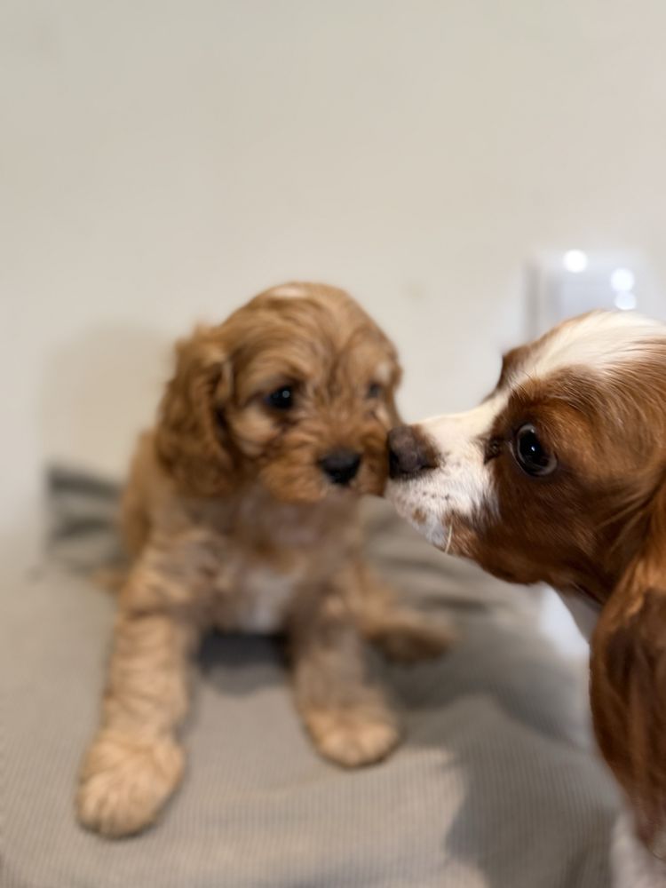 Cavapoo do odbioru