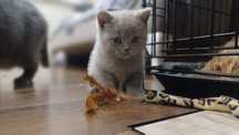 Kocurek Brytyjski Liliowy "Kitty Love"