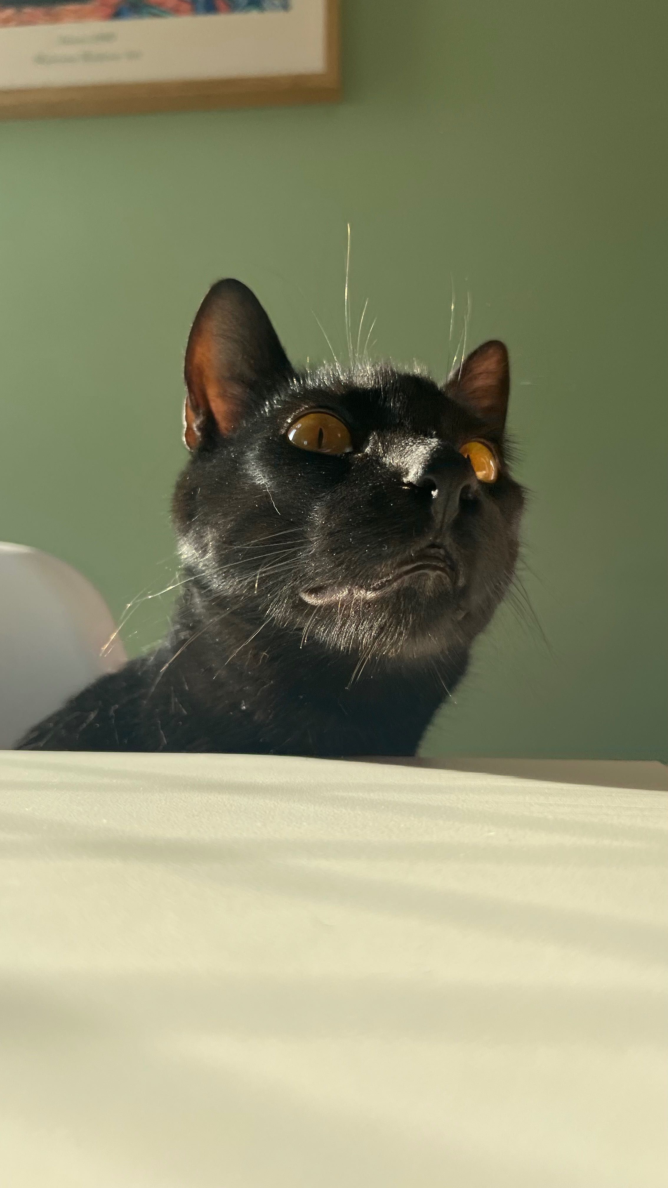 GATO PRETO MACHO - ADOÇÃO RESPONSÁVEL