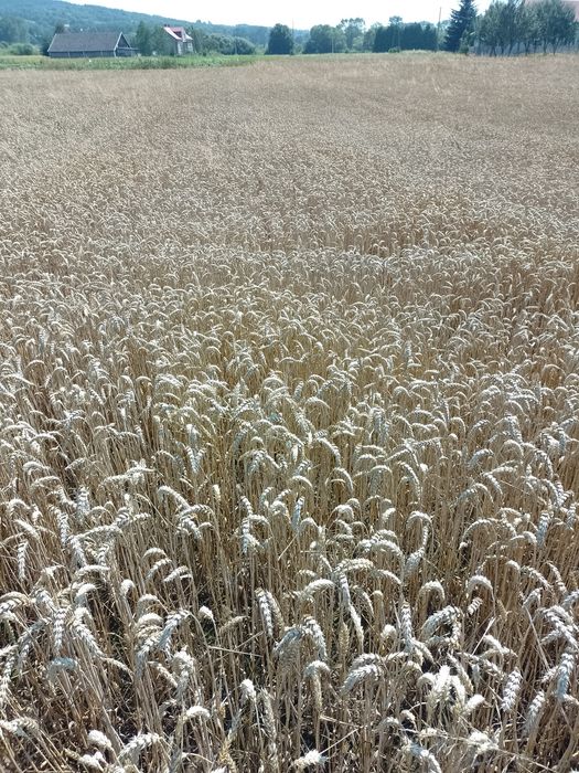 Sprzedam pszenicę zbiór2025