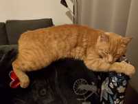 Poszukiwany rudy kot Tiger