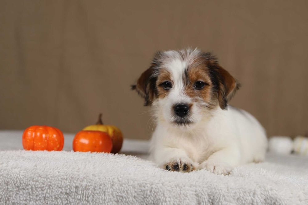 piesek Jack Russell terrier ZKWP/FCI szorstkowłosy
