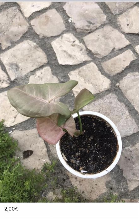 Plantinhas de interior para venda