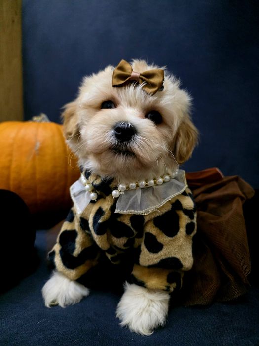 Maltipoo kochana sunieczka z legowiskiem I wyprawką