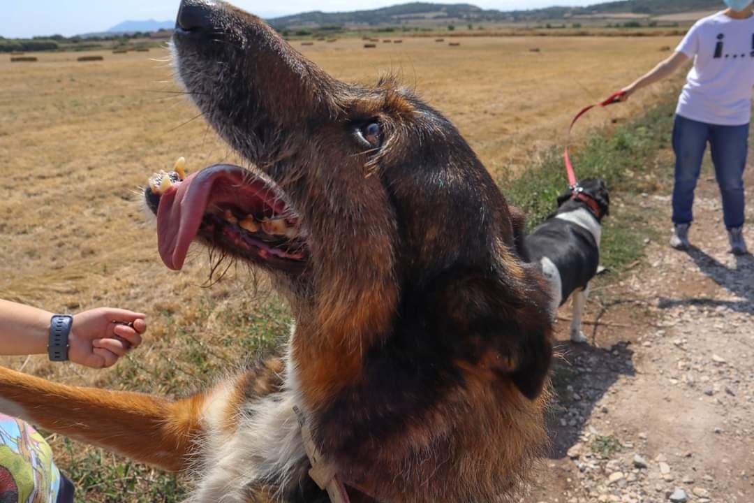 Izzy - cadela porte pequeno para adoção