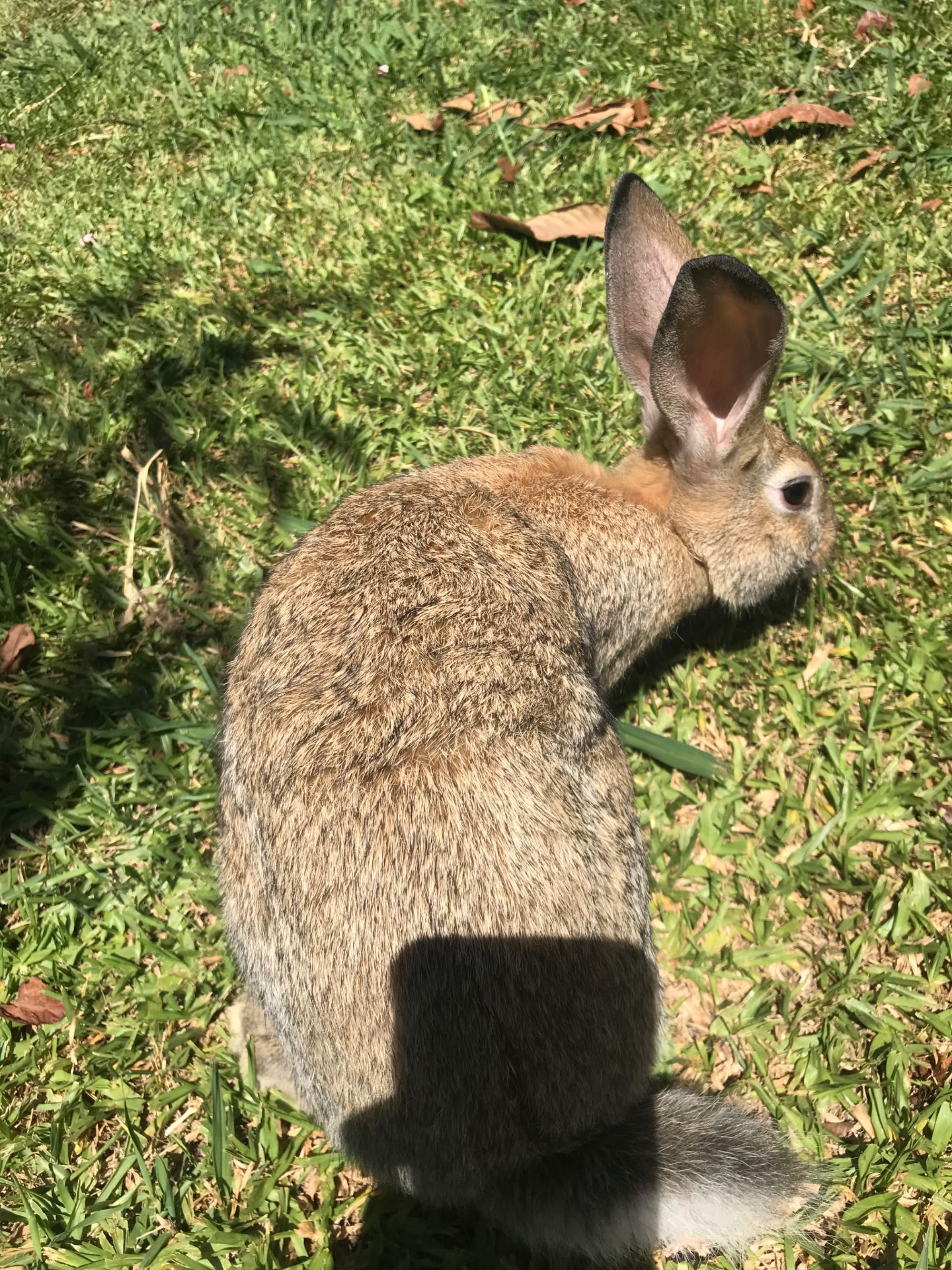 Coelhos (2,5-3kg)