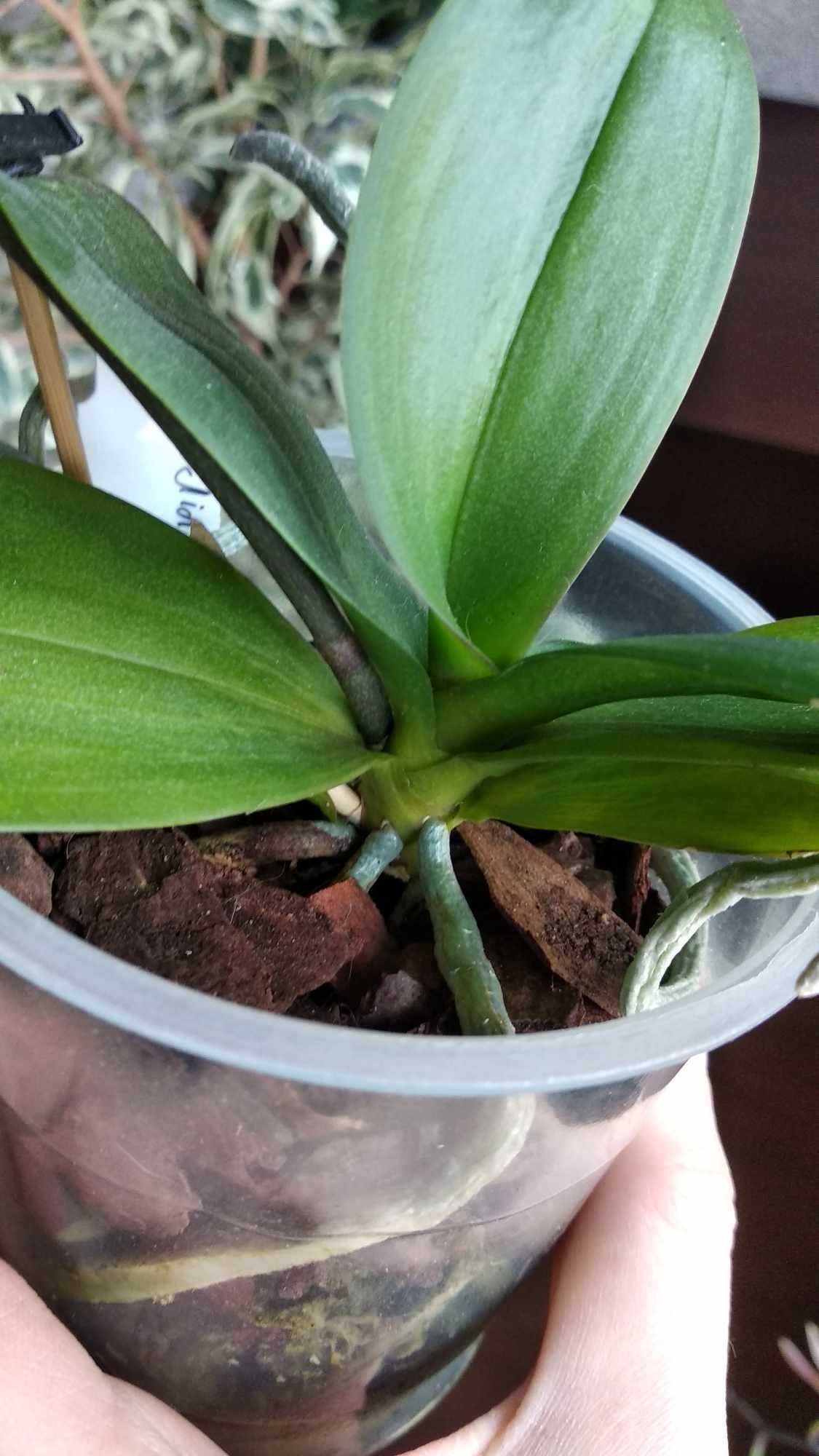 Орхідея Фаленопсис phal. ever spring king x ox black папуга