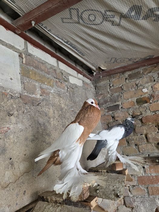 Garłacz Siodłaty Łapciaty (czeski) !!!