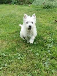 Szczeniak suczka West Highland White Terrier