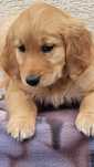 Golden Retriever - szczeniak ciemnozłoty