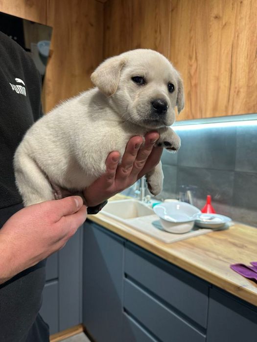 Справжній мішка хлопчик з документами