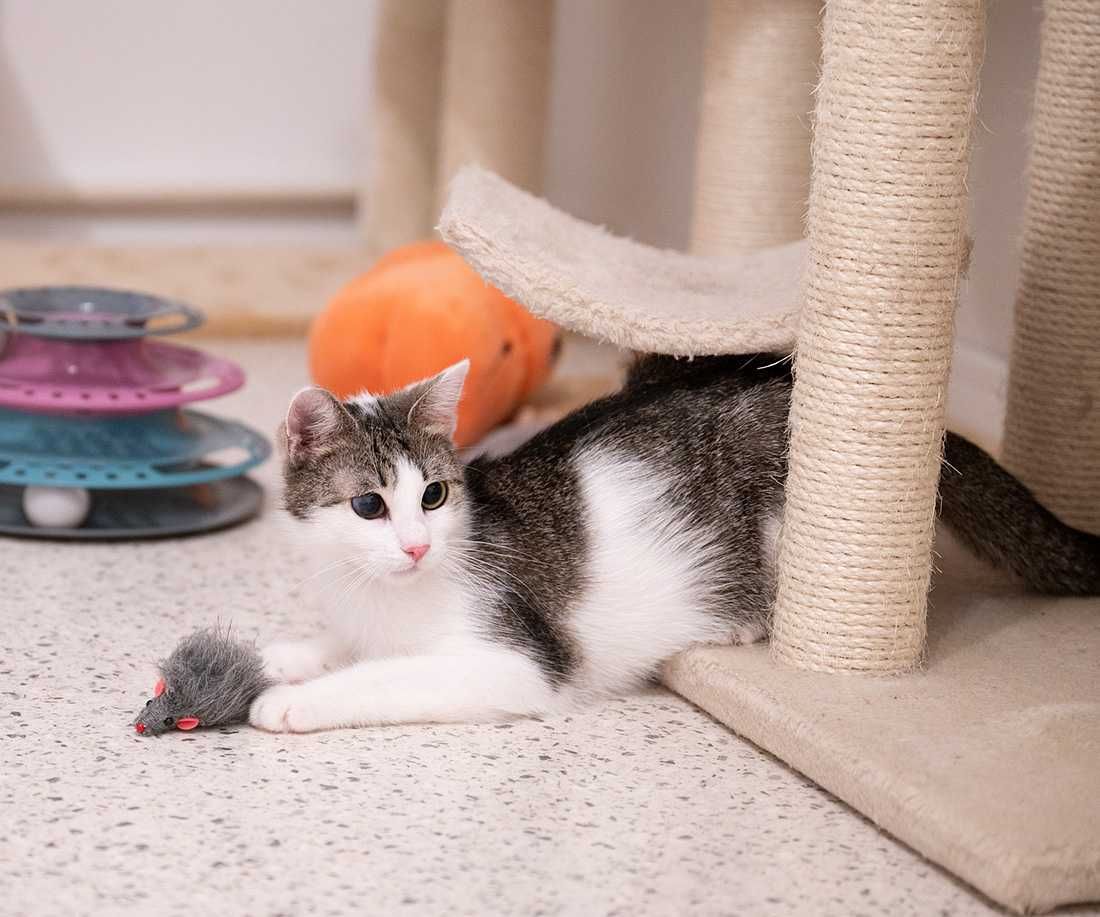 Kotka do adopcji - LOLA, 1 rok