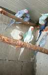 Ring Necks para dispensar