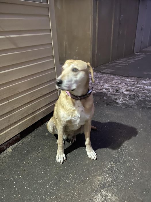 Замечена собака, основа