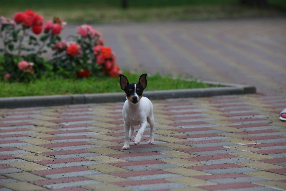 Американський той-фокстер'єр. Цуценята.