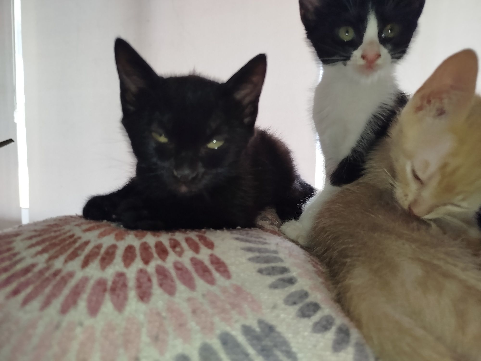 Gatinho/a para adoção responsável
