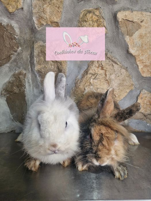 Coelhos anoes mini leon head