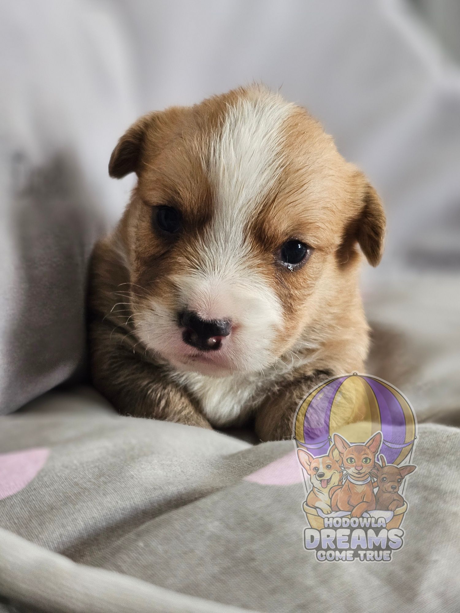 Welsh Corgi Cardigan **Sunia**Do Rezerwacji