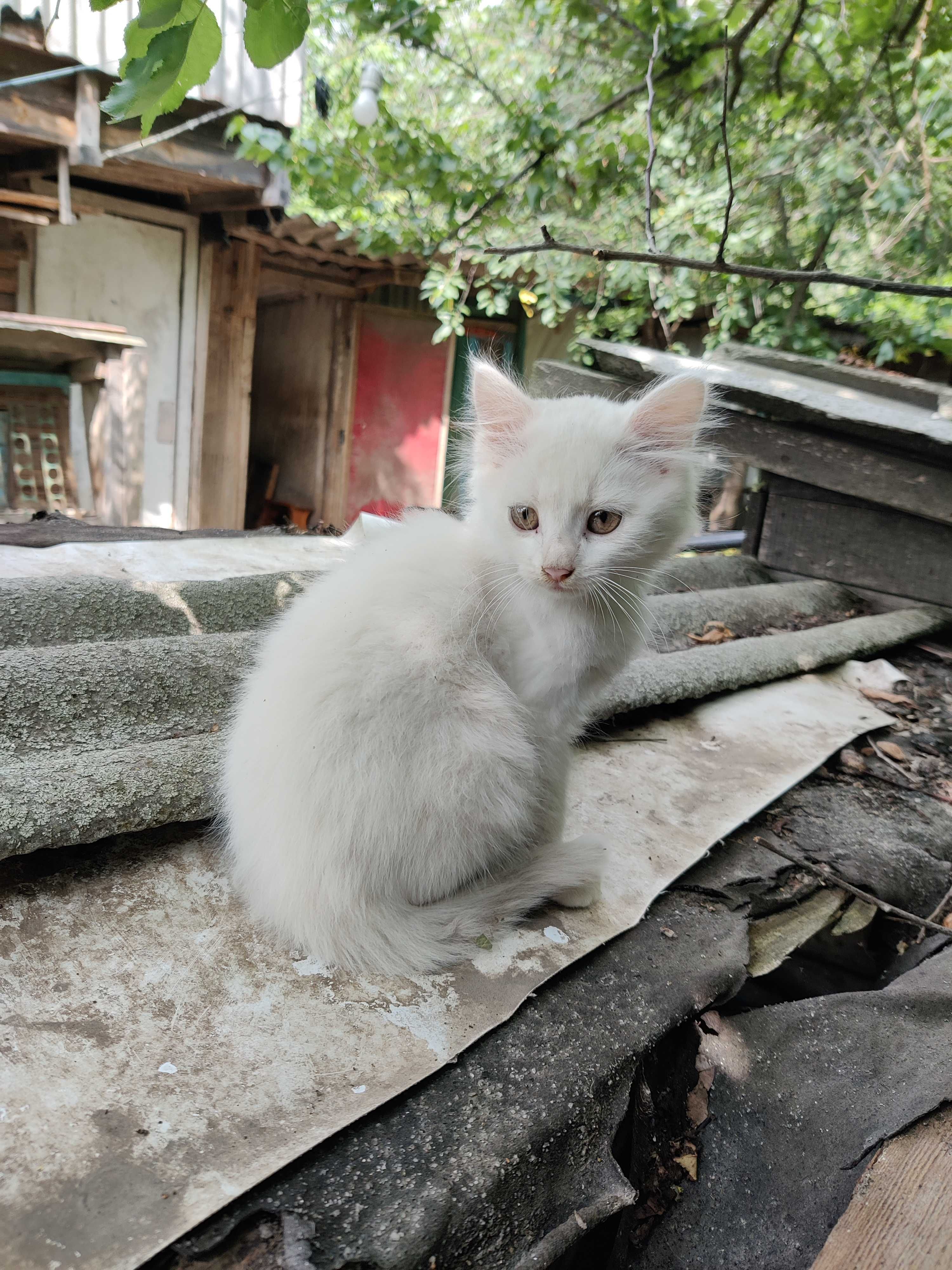 Кошенята віддам в добрі руки