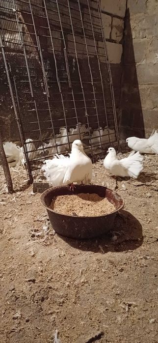 Овци барани романовские