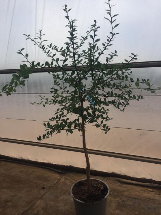 Kumquat e Limão Caviar - TRONCO GROSSO - preço especial para produções