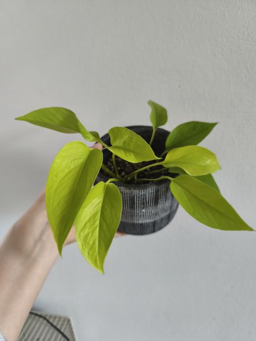 Epipremnum  neon golden photo hicolor pinnatum variegata