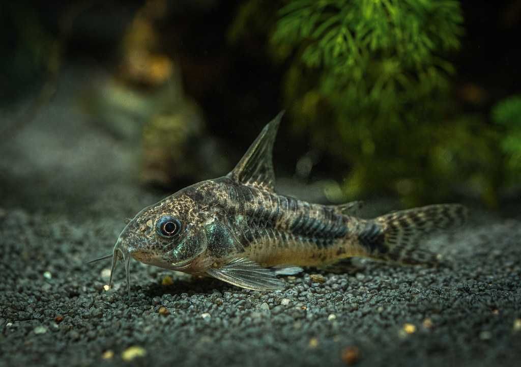 Kirysek pstry - Corydoras paleatus - Kirys - dowóz, wysyłka