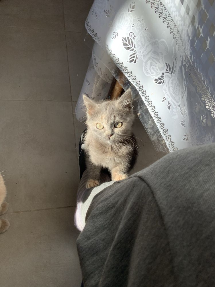 Киця(кошеня)